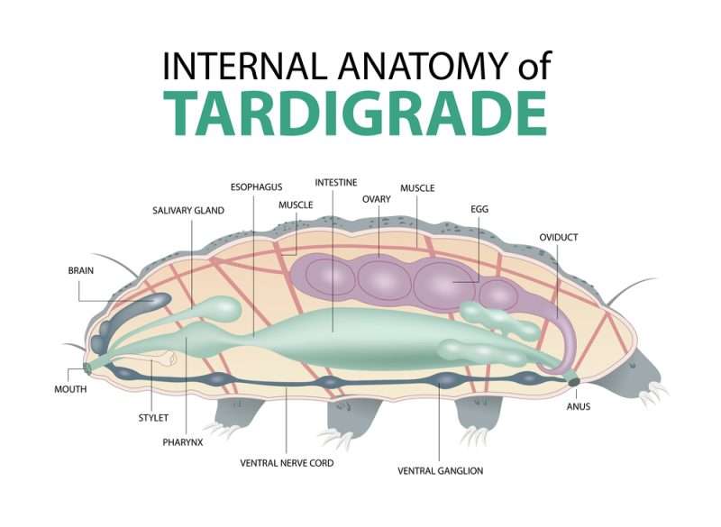 Anatomia Interna tardigrado Zombiu26 depositphotos