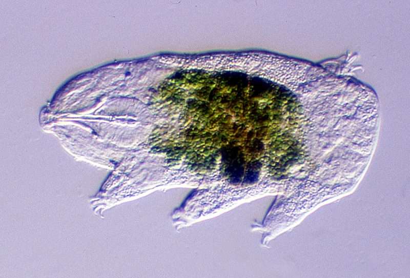Tardigrado con alimento en su interior depositphotos