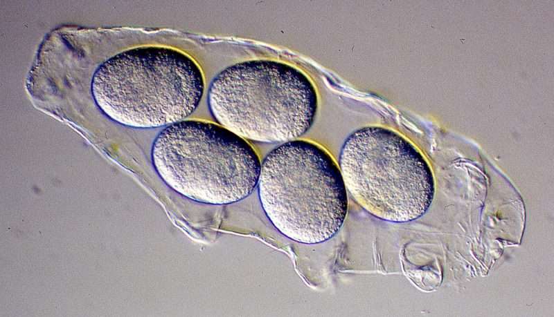 Tardigrado con huevos en su interior. Dr. lange