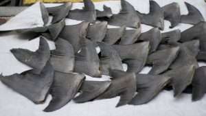 El aleteo de tiburones es una amenaza para la conservación marina 36 cercenamiento aletas tiburon