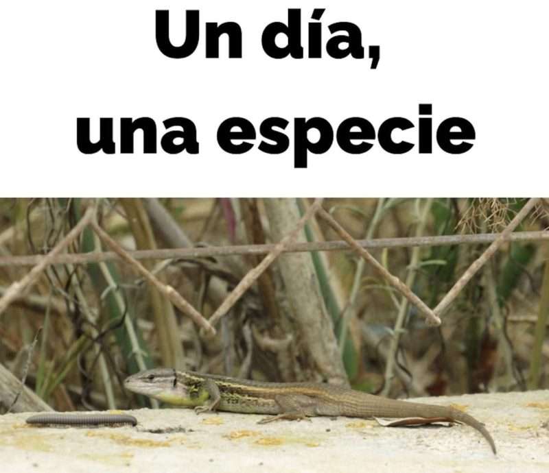 Imprimibles 21 Un dia una especie II scaled e1721580484594