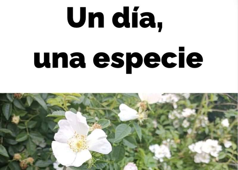 Imprimibles 19 Un dia una especie. Junio. 2024 Plantas 1