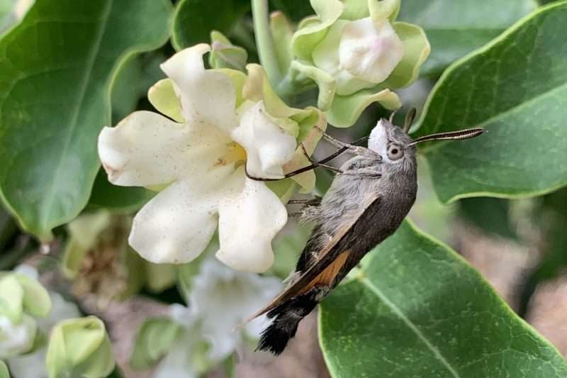 Imprimibles 23 identificar araujia miragua fals planta cruel guia descarregable