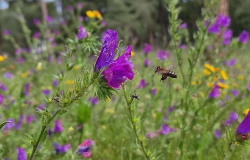 Imprimibles 9 Reto primavera25 abeja