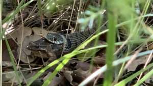 sapillo pintojo depredacion serpiente culebra ataque comiéndose
